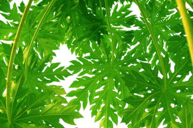 Beyaz arkaplanda yeşil papaya yaprak biçimi ve şekli izole.