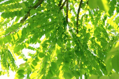 Yeşil yıldızın bektaşi üzümü yaprağı şekli ve beyaz arkaplanda şekli.