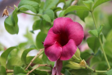 Yeşil ağacın dalında kırmızı savlon Mandevilla çiçeği. Parlak mandevilla çiçekleri her yere tropikal bir yetenek ekler..