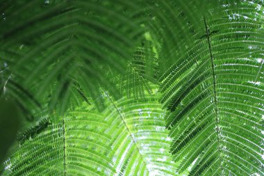 Mimoza ağacının yeşil deseni. Küçük yaprakları olan, montaj tek bir yapraktır..