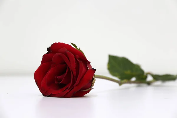 白い床にバラと緑の葉の赤い色 愛やバレンタインの概念 — ストック写真