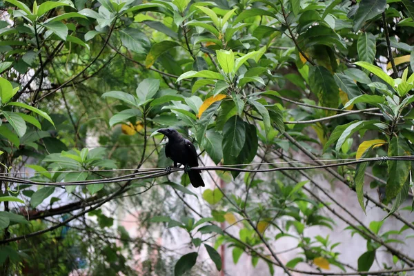 Poleiro Corvo Preto Fio Com Fundo Folhas Verdes Grande Pássaro — Fotografia de Stock