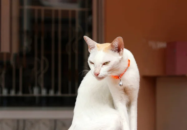 白い猫座ってオレンジの猫ストラップ それは柔らかい毛皮を持つ小さな家畜の肉食哺乳動物です — ストック写真