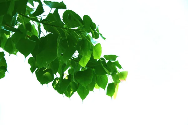 Green Leaf Sacred Fig Tree Style Shape Isolated White Background — Stock Photo, Image