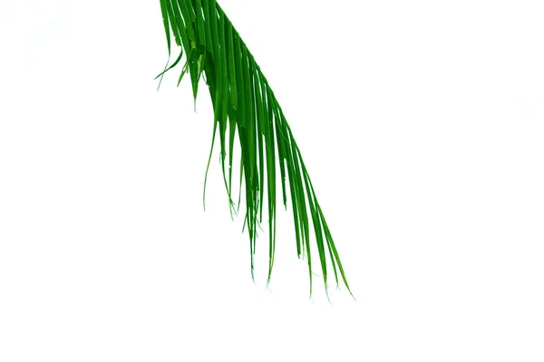 绿椰叶 白色背景下孤立的样式和形状 — 图库照片