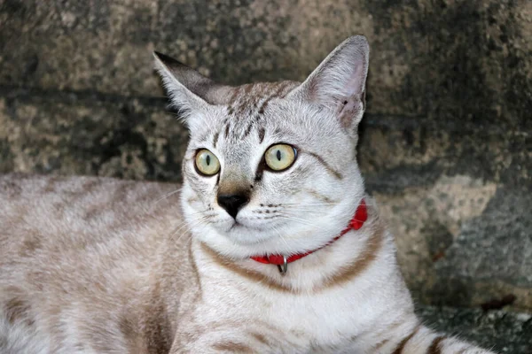 Šedě Pruhovaná Kočka Červeným Kočičím Límcem Betonové Podlaze Malý Domestikovaný — Stock fotografie