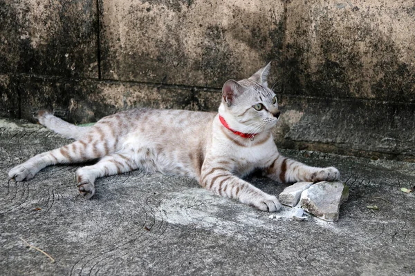 Gray Striped Cat Red Cat Collar Concrete Floor Small Domesticated — Stock Photo, Image