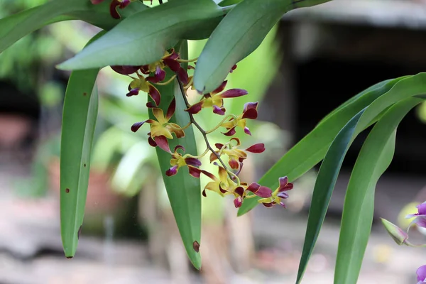 Amarelo Com Orquídea Marrom Árvore Pendurada Para Ornamentação Orquídeas Ocorrem — Fotografia de Stock