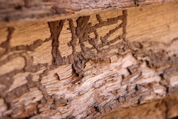 Paso Del Suelo Termitas Madera Vieja Pared Madera Casa — Foto de Stock