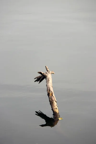 湖の中に乾いた小枝と水の上に画像を反映した 自然が生み出す芸術です — ストック写真