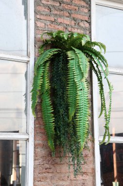 Tuğla duvarda pencereli plastik eğreltiotu süslemesi.