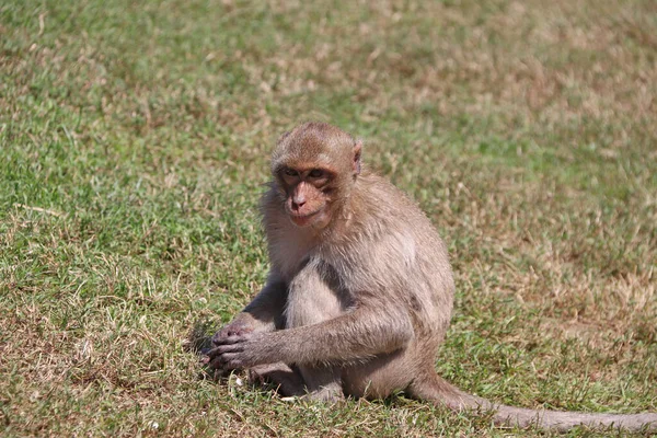 Macaco Caranguejo Comedor Macaco Sentado Greensward — Fotografia de Stock