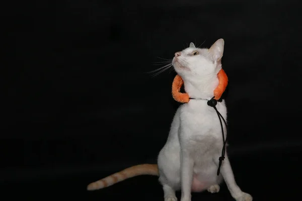 Gatto Bianco Con Colore Arancione Nero Del Cappello Halloween Sfondo — Foto Stock