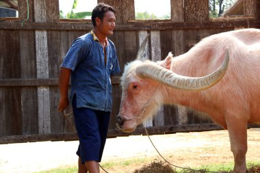 Sri Prachant, Suphanburi, Tayland 15 Nisan 2018: Albino su bufalosu ve onu Buffalo Köyü 'nde ya da Tayland' da Baan Kwai 'de yetiştiren adam.