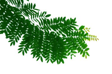 Beyaz arkaplanda yeşil yaprak ve ağaç dalı, biçim ve şekil izole.