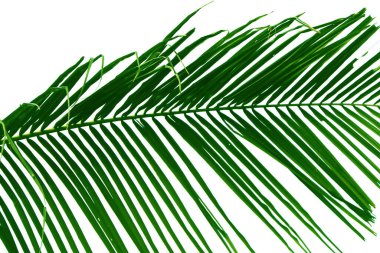 Beyaz arkaplanda yeşil hindistan cevizi yaprağı biçimi ve şekli izole.