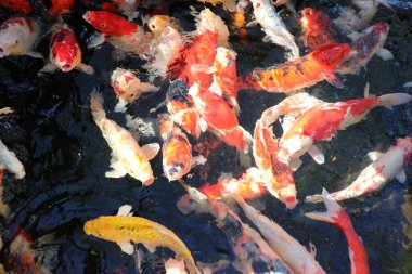 Suda bir sürü renkli sazan balığı dolaşıyor. Çerçevedeki tüm süslü balıkların arka planı.