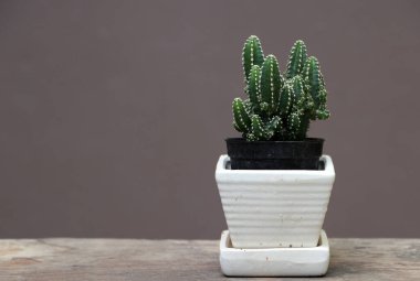 Tahta zemindeki küçük tencerede mini kaktüs ve kahverengi arka plan. Kalın ve etli bir gövdesi olan sulu bir bitkidir. Genellikle dikenleri vardır, yaprakları yoktur..