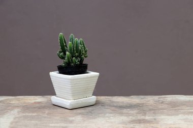 Tahta zemindeki küçük tencerede mini kaktüs ve kahverengi arka plan. Kalın ve etli bir gövdesi olan sulu bir bitkidir. Genellikle dikenleri vardır, yaprakları yoktur..