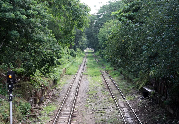 Myanmar Daki Ağacın Doğasına Paralel Iki Demiryolu Hattı Var — Stok fotoğraf