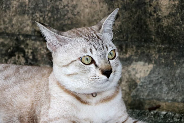 Gato Rayas Grises Con Cuello Gato Rojo Piso Hormigón Pequeño —  Fotos de Stock