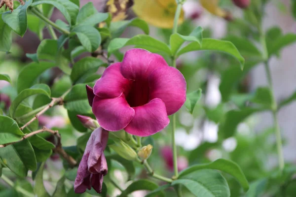 Savlon Vermelho Mandevilla Flor Ramo Árvore Verde Flores Brilhantes Mandevilla — Fotografia de Stock