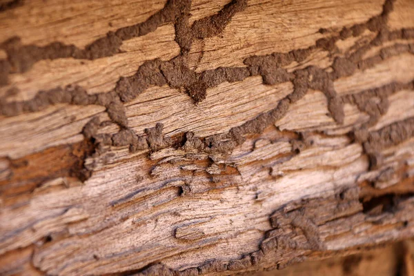 Прохождение Почвы Термитов Старой Древесине Деревянной Стены Дома — стоковое фото