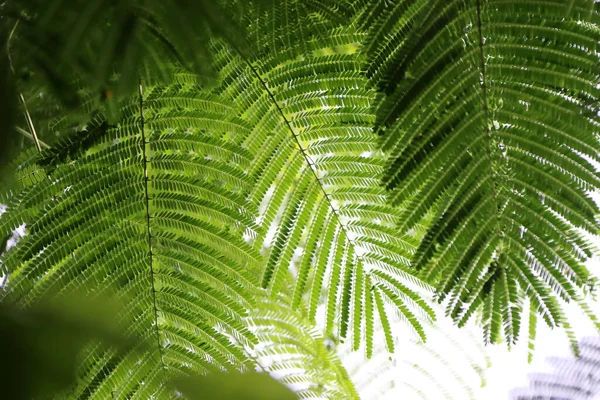 Taze yeşil yapraklar sarkıyor ve sabahın ışığı tropik ormanlarda parlıyor rahatlatıcı ve rahatlatıcı bir his veriyor..