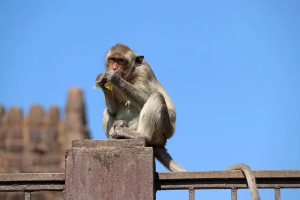 Macaco Macaco Caranguejo Sentado Mastro Cerca Comendo Água Doce Plástico — Fotografia de Stock