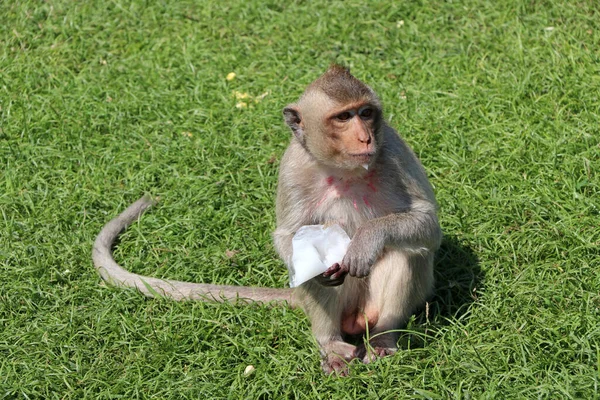 Mono Macaco Come Cangrejos Sentado Green Comiendo Agua Dulce Plástico — Foto de Stock