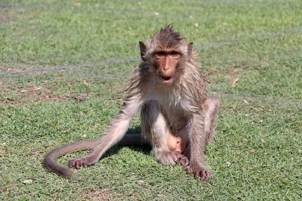 Mono Macaco Come Cangrejos Sentado Green Ward — Foto de Stock