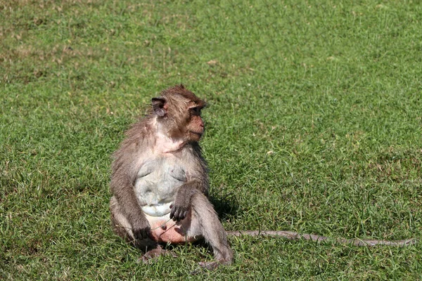 Mono Macaco Come Cangrejos Sentado Green Ward — Foto de Stock