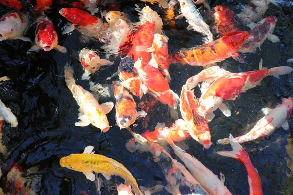 Suda bir sürü renkli sazan balığı dolaşıyor. Çerçevedeki tüm süslü balıkların arka planı.