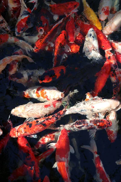 Suda bir sürü renkli sazan balığı dolaşıyor. Çerçevedeki tüm süslü balıkların arka planı.