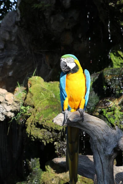 Oiseau Aras Perché Sur Bois Sec Avec Fond Naturel Est — Photo