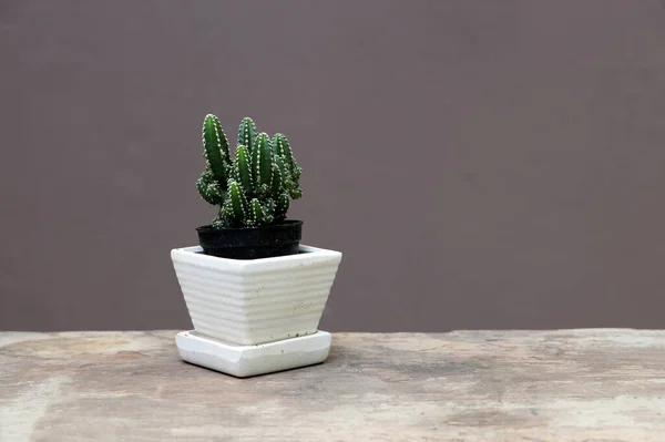 Mini Cactus Small Pot Wooden Floor Brown Background Succulent Plant — Stock Photo, Image