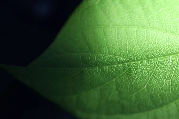 緑の網目状の葉脈の一部の閉鎖 光で緑の葉の繰り返し換気 — ストック写真