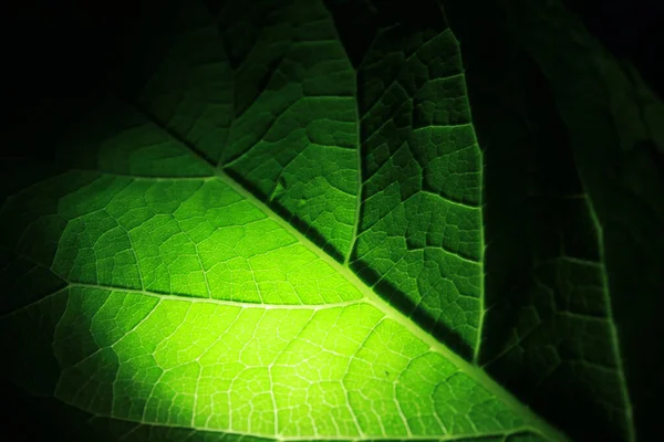 Zbliżenie Porcji Zielonych Liści Siatki Zemsta Siatkowa Zielonego Urlopu Światłem — Zdjęcie stockowe