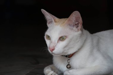 Siyah arka planı olan beyaz kedi. Yumuşak kürklü, kısa burunlu ve geri çekilebilir pençeli evcil bir memeli..
