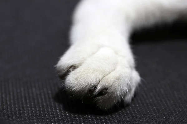 Foot of white cat on black background floor. Cat foot, covered by wool and hidden claw.