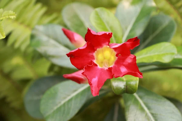 Flores Vermelhas Azálea Árvore Verde Adenium Obesum Apreciado Por Suas — Fotografia de Stock