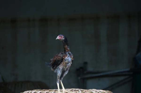 Ayam Hitam Dan Coklat Berdiri Kandang Ayam Thailand Ini Adalah — Stok Foto