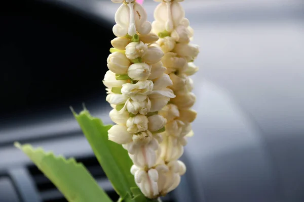 flower garland contains of crown flower and Jasmine hanging in the car. Fortunately for safe travel and good luck.