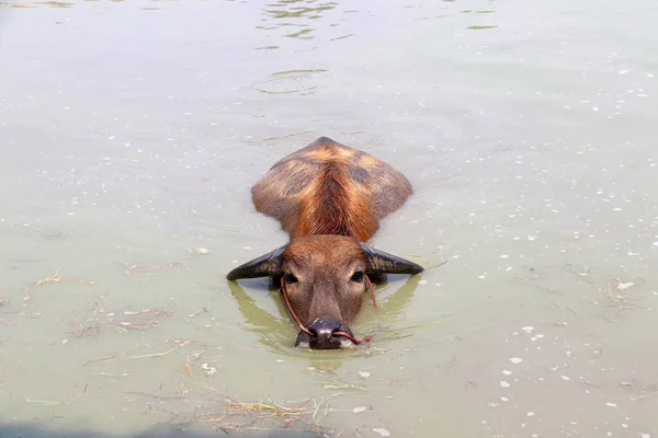 Buffalo Tailandese Sull Acqua Vuole Bagno Rinfrescarsi Tratta Grosso Bufalo — Foto Stock