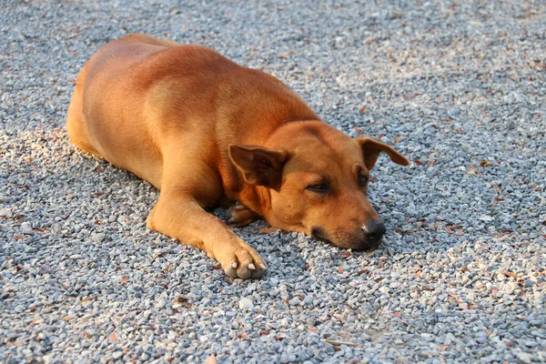 Laranja Cão Marrom Deitado Chão Cascalho Luz Sol Manhã Mamífero — Fotografia de Stock