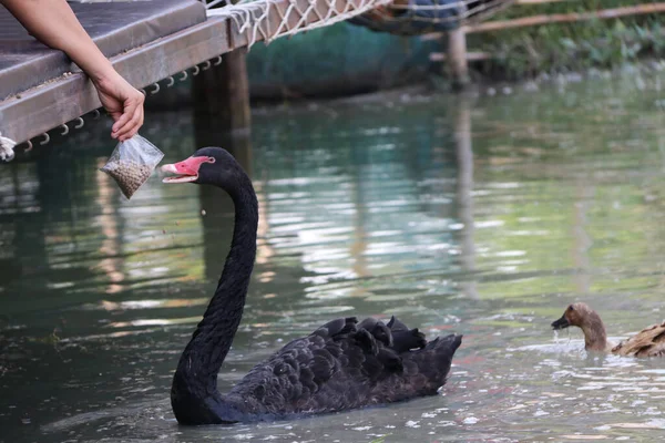 湖の上に手からビニール袋の中に黒い白鳥の食べ物を食べると 長い柔軟な首 短い足 ウェブベッドの足 広範な法案を持つ大規模な水鳥です — ストック写真