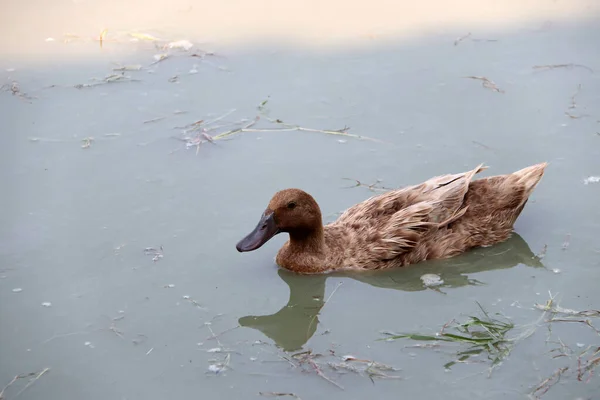 褐色的鸭子在湖中游动 倒映在水面上 它是一种水鸟 脚上有网 步履蹒跚 — 图库照片