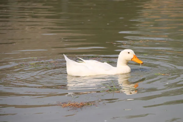 白色的鸭在湖中游动 倒映在水面上 它是一种水鸟 脚上有网 步履蹒跚 — 图库照片