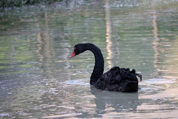 湖の上に黒い白鳥は 長い柔軟な首 短い足 広範な法案を持つ大規模な水鳥です — ストック写真