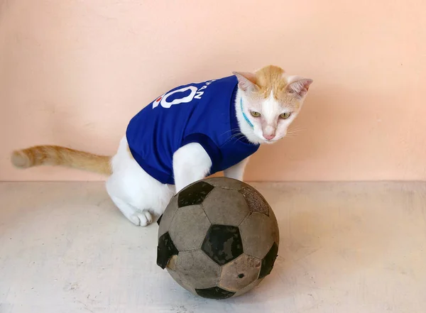 Cat Indossa Maglia Blu Della Nazionale Giapponese Calcio Con Vecchio — Foto Stock